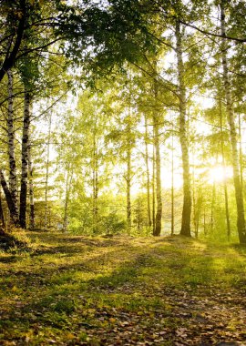 Birch trees in a autumn forest clipart