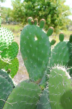 Petal of the big green cactus with origi clipart