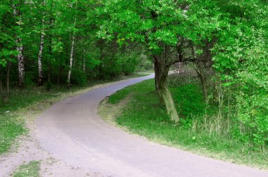 Yaz aylarında yeşil ormanda yol