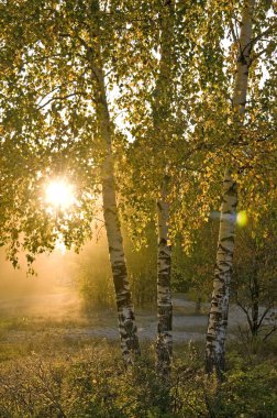 Birch trees in a summer forest clipart