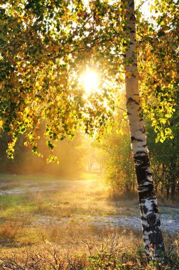 Birch trees in a summer forest clipart