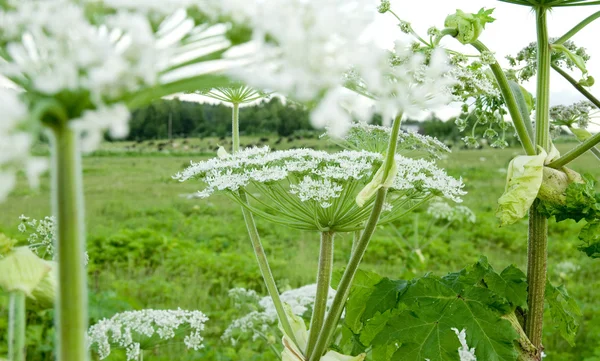 stock image Beauty garden