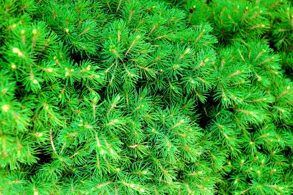 Groene kegels en naalden op de dennenboom — Stockfoto