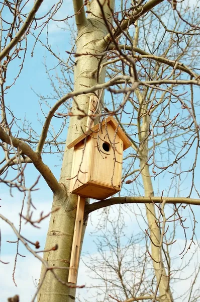Дом птиц Старлинга — стоковое фото