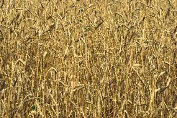 Żniwa pszenicy złotej co duże pole — Zdjęcie stockowe