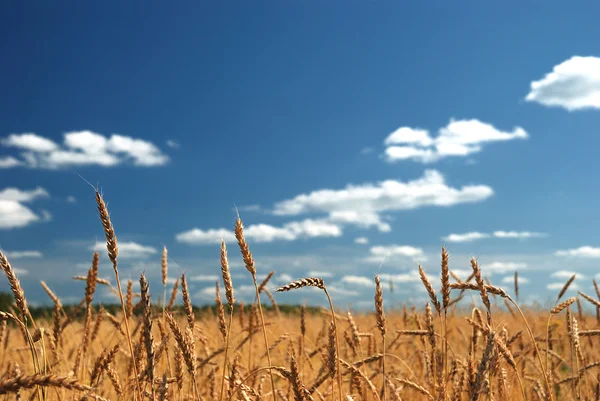 Пшеничне поле проти блакитного неба — стокове фото