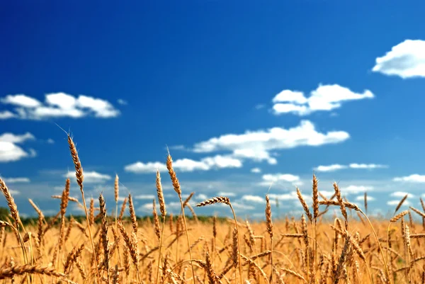 Un champ de blé contre un ciel bleu — Photo