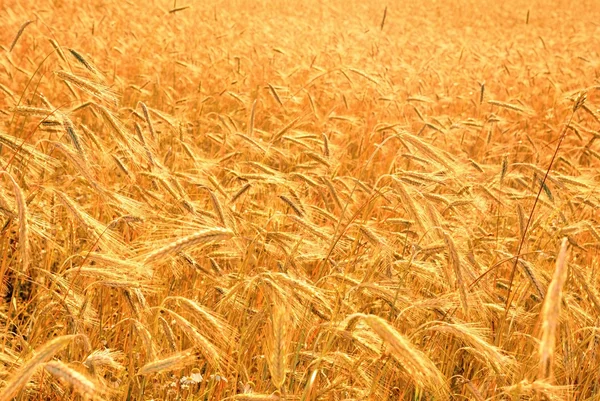 Harvest of the golden wheat — Stock Photo, Image