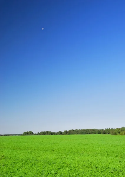 Gyönyörű fű és a tiszta kék ég — Stock Fotó