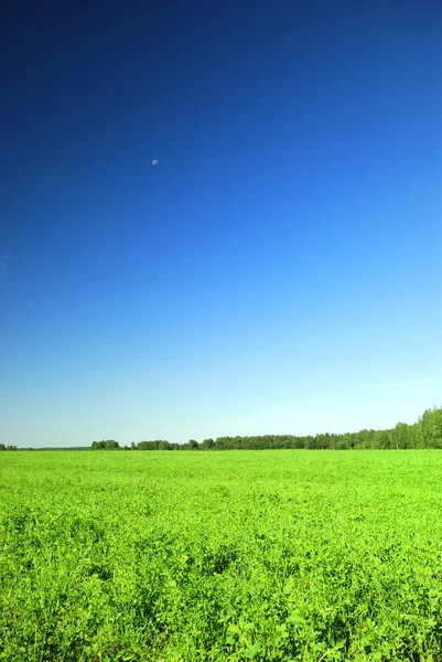 Beautiful grass and clear blue sky with — Stock Photo, Image