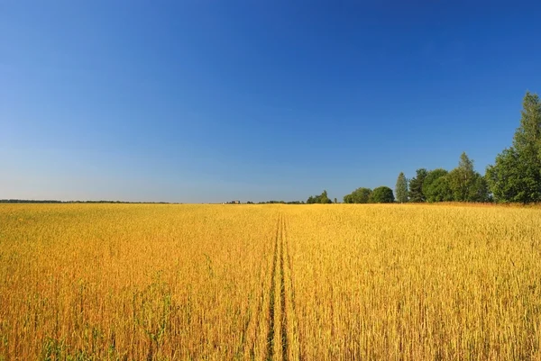 Un campo de trigo contra un cielo azul . — Foto de Stock