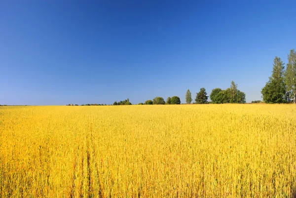 Пшеничное поле на фоне голубого неба 2 — стоковое фото