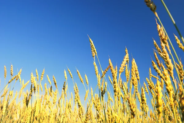 Золота пшениця на фоні блакитного неба — стокове фото