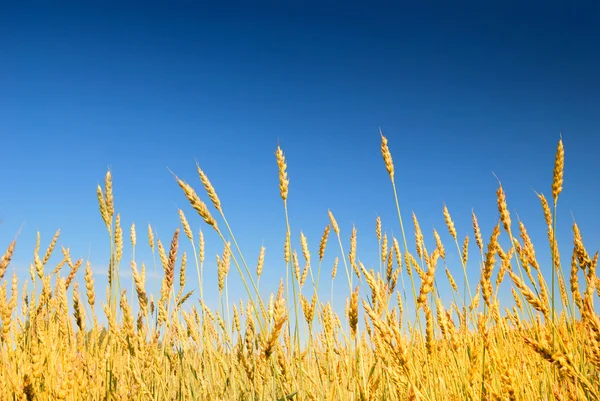 Χρυσό σιτάρι στο παρασκήνιο μπλε ουρανό — Φωτογραφία Αρχείου