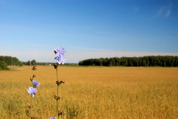 Olgun yaz buğday ile kırsal manzara — Stok fotoğraf
