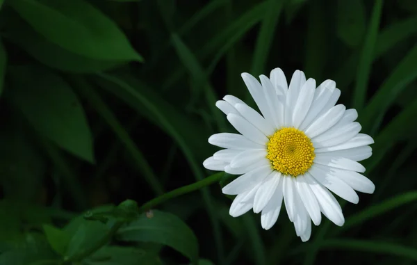 Grönt gräs med daisy blomman — Stockfoto