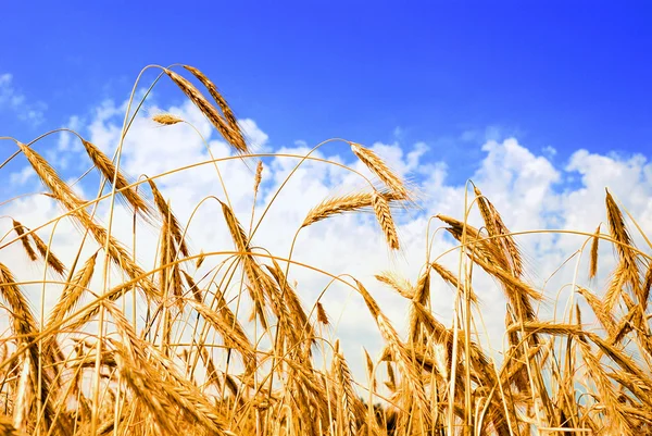 Золотая пшеница в голубом небе — стоковое фото