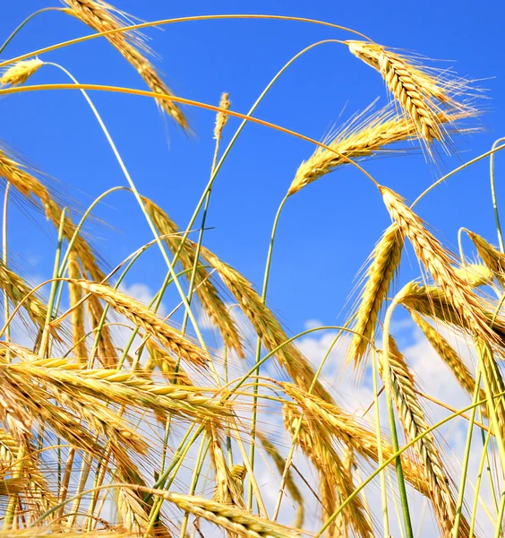Golden wheat in the blue sky — Stock Photo, Image