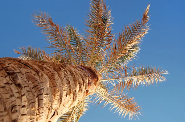 Tropické palmy na pláži na pozadí oblohy — Stock fotografie