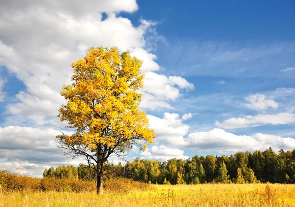 Maravilloso sol de otoño y árbol amarillo —  Fotos de Stock