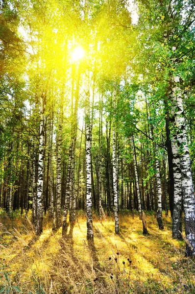 白樺林の樹木 — ストック写真