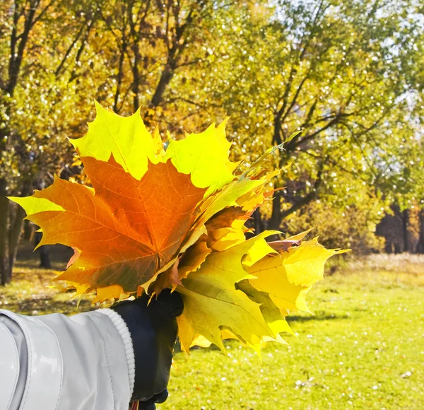 Vrouw met maple gele bladeren — Stockfoto