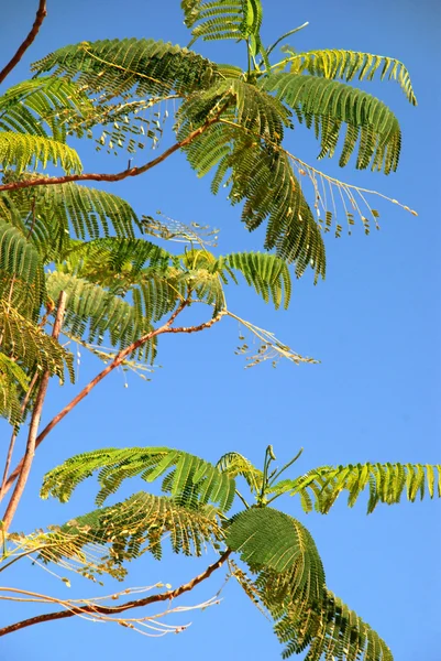 Palmbladeren en een diep blauwe hemel — Stockfoto