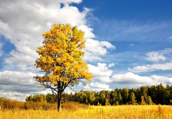 Maravilloso sol de otoño y árbol amarillo — Foto de Stock