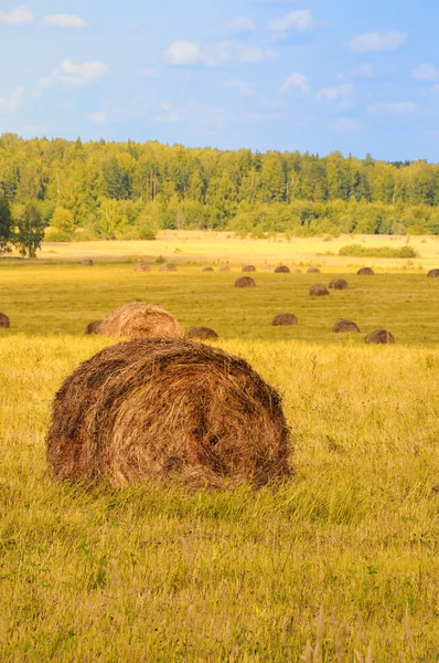 Straw bales on farmland — Stock Photo, Image