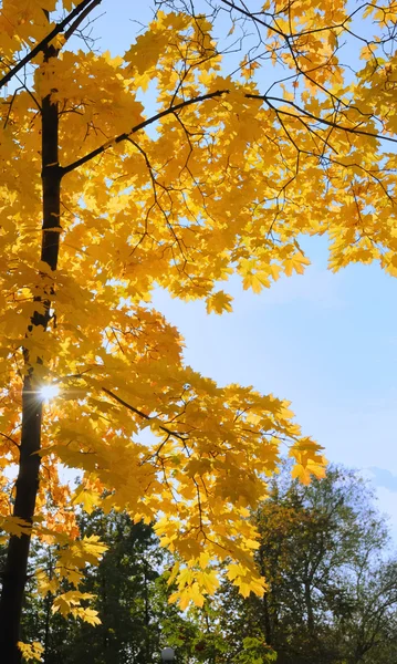 Vaahtera puu kaupungin puistossa aurinkoisena päivänä — kuvapankkivalokuva