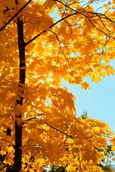 槭树，在太阳天的城市公园 — 图库照片