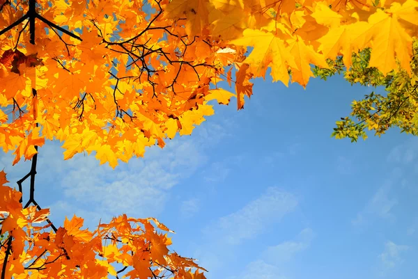 Cornice di acero foglie nel parco della città su su — Foto Stock