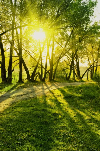 夏の森で太陽の光線 — ストック写真