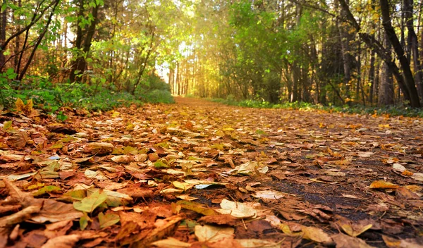 Gyönyörű ága az ősz — Stock Fotó