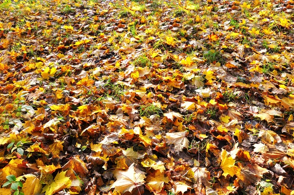 Hojas de otoño que cubren el suelo —  Fotos de Stock