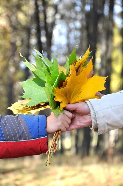 La mano sosteniendo un ramo de otoño m — Foto de Stock
