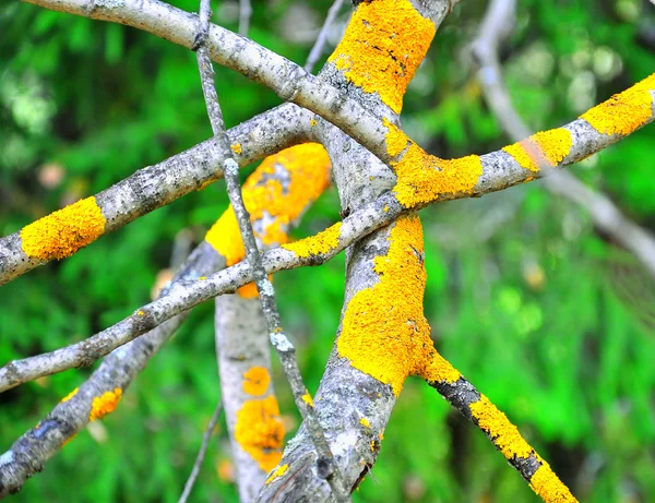 Fungo de musgo amarelo — Fotografia de Stock