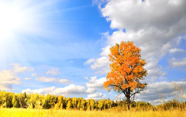 Wonderful autumn — Stock Photo, Image