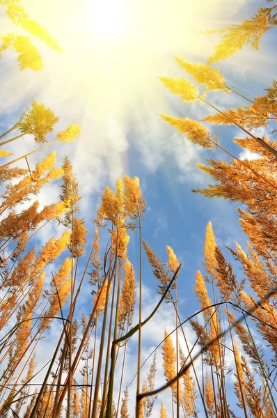 Gele zomer gras en hemel — Stockfoto