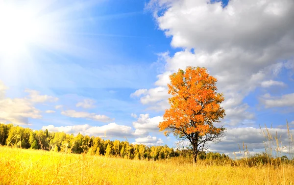素晴らしい秋 — ストック写真