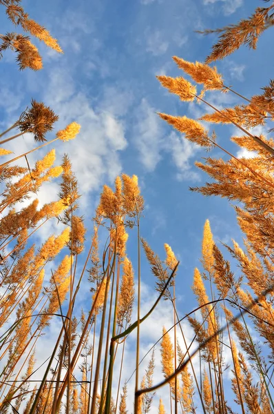 stock image Yellow summer grass and sky