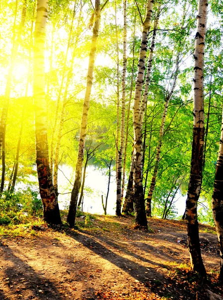여름에 자작나무 — 스톡 사진