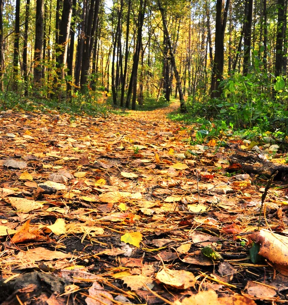 Outono beco coberto com folhas backgro — Fotografia de Stock