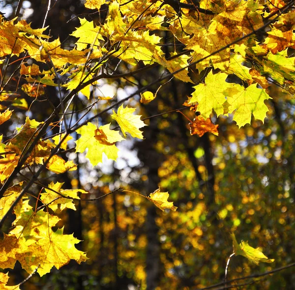 Осенние цвета в парке — стоковое фото