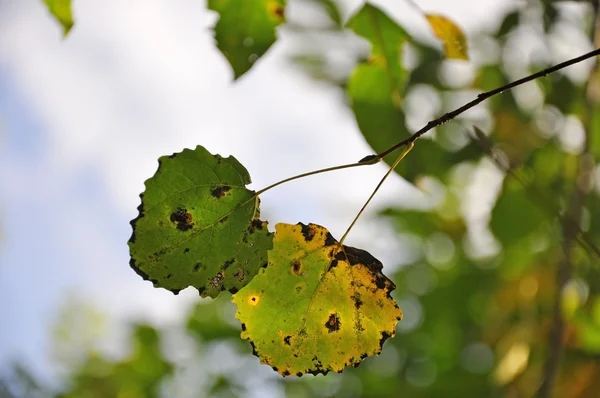 Το φθινόπωρο τα φύλλα κάτω από τον ήλιο — Φωτογραφία Αρχείου