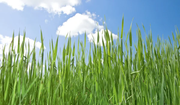 Hierba en el campo a su vez cielo azul —  Fotos de Stock