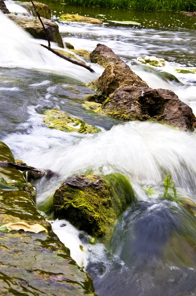 Beautiful forest stream — Stock Photo, Image