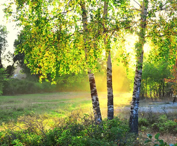 Birken im Sommerwald — Stockfoto