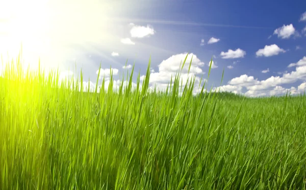 Groen gras en bewolkte lucht — Stockfoto
