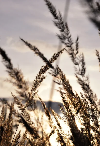 Prachtige silhouet van gras — Stockfoto